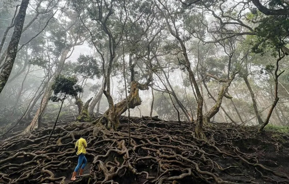 Guna Cave - Kodaikanal